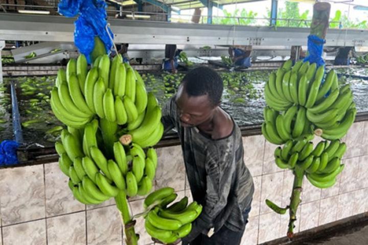 Au Cameroun, l’agriculture d’exportation renoue avec la croissance à fin juin 2023, après deux trimestres de récession Au Cameroun, l’agriculture d’exportation renoue avec la croissance à fin juin 2023, après deux trimestres de récession