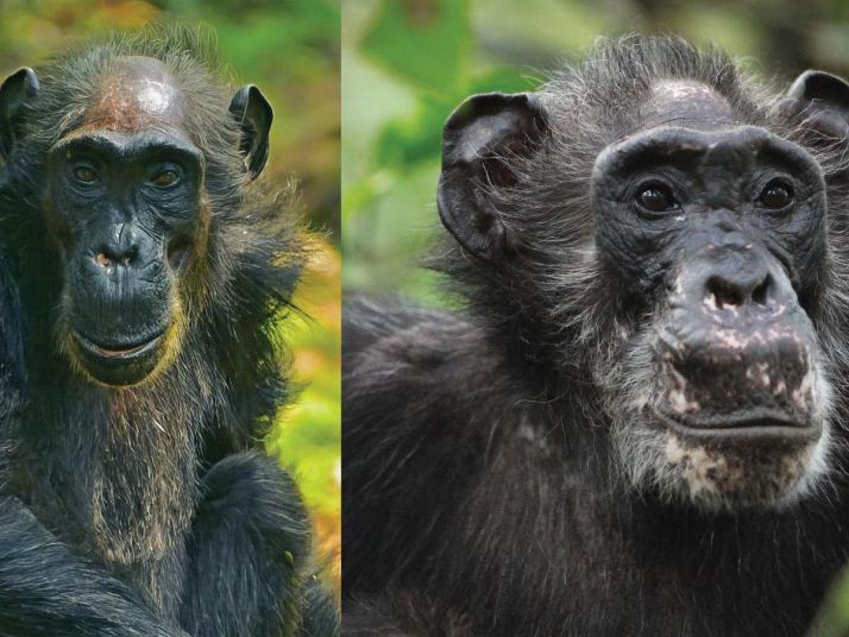 Les mammifères sont-ils ménopausés ? Les mammifères sont-ils ménopausés ?