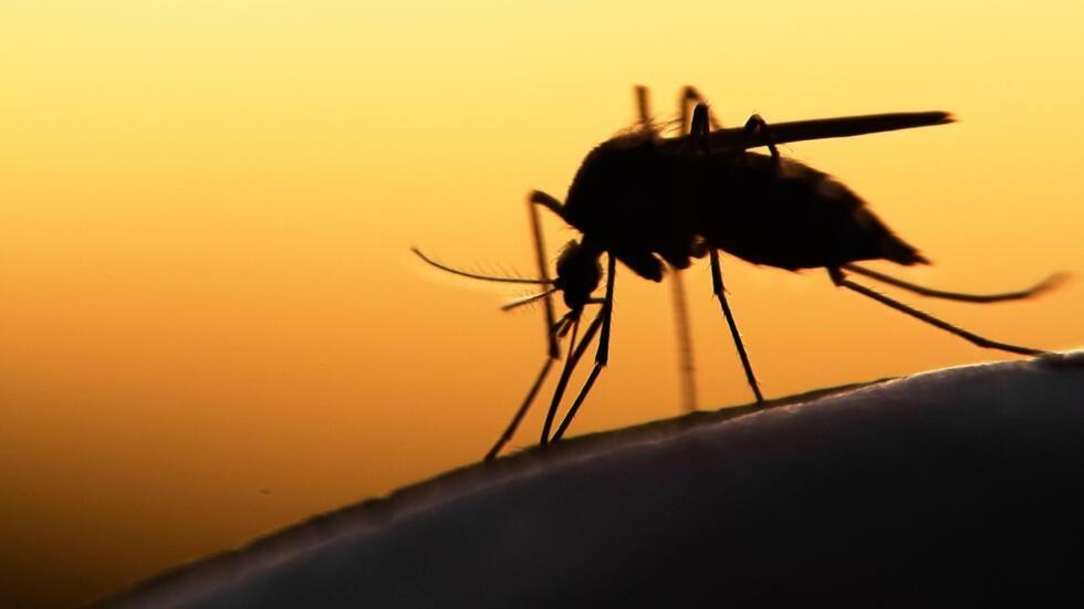 Paludisme : le nombre de décès en baisse, selon l'OMS