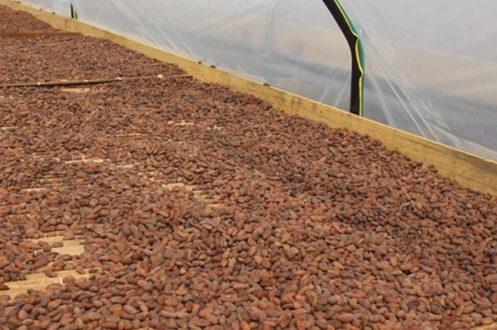 Cacao : la saison sèche maintient les prix du kilogramme de fèves à la hausse au Cameroun, à 2 150 FCFA Cacao : la saison sèche maintient les prix du kilogramme de fèves à la hausse au Cameroun, à 2 150 FCFA