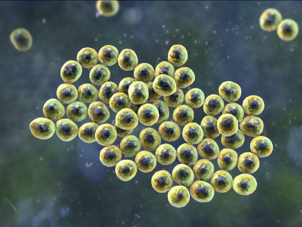 Une IA découvre les premiers nouveaux antibiotiques depuis 60 ans Une IA découvre les premiers nouveaux antibiotiques depuis 60 ans