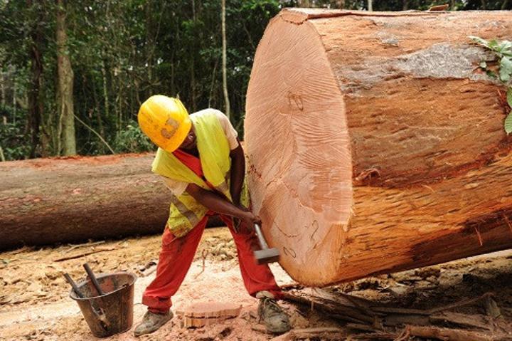 Bois : recul projeté de la production au Cameroun à fin septembre 2024, en raison de la baisse de la demande Bois : recul projeté de la production au Cameroun à fin septembre 2024, en raison de la baisse de la demande