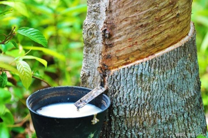 Pâte de cacao, bananes, caoutchouc… : ces produits qui ont soutenu les exportations camerounaises au 3ᵉ trimestre 2024 Pâte de cacao, bananes, caoutchouc… : ces produits qui ont soutenu les exportations camerounaises au 3ᵉ trimestre 2024