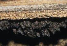 Élu Français Porte Plainte Pour Euthanasie De Chauves-Souris Élu Français Porte Plainte Pour Euthanasie De Chauves-Souris