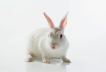 Lapins Interdits Pour Tests De Fièvre En Europe Lapins Interdits Pour Tests De Fièvre En Europe