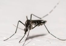 Chikungunya en France: Record de Cas Autochtones 2025 Chikungunya en France: Record de Cas Autochtones 2025
