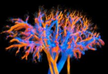 Sonde Ultrasonore Visualise Circulation Sanguine en 4D Sonde Ultrasonore Visualise Circulation Sanguine en 4D