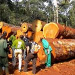 Exportations Bois Cameroun En Repli De 20 Milliards FCFA Exportations Bois Cameroun En Repli De 20 Milliards FCFA