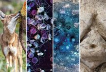 Un Monde À Découvrir: Atomes Aux Étoiles Un Monde À Découvrir: Atomes Aux Étoiles