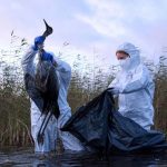 Grippe Aviaire: une Situation « préoccupante » en Europe Grippe Aviaire: une Situation "préoccupante" en Europe