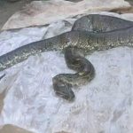 Serpents Envahissent Domiciles à Kribi, 10 Tués Serpents Envahissent Domiciles à Kribi, 10 Tués