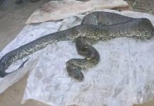 Serpents Envahissent Domiciles à Kribi, 10 Tués Serpents Envahissent Domiciles à Kribi, 10 Tués