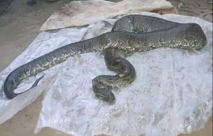 Serpents Envahissent Domiciles à Kribi, 10 Tués Serpents Envahissent Domiciles à Kribi, 10 Tués