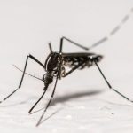 L’épidémie de chikungunya s’achève en métropole L'épidémie de chikungunya s'achève en métropole