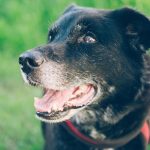 Espérance de Vie des Chiens Selon Leur Race Espérance de Vie des Chiens Selon Leur Race