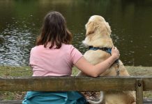 Gènes Comportementaux Partagés Avec Les Golden Retrievers Gènes Comportementaux Partagés Avec Les Golden Retrievers