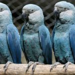 Virus Menace Les Derniers Aras De Spix Sauvages Virus Menace Les Derniers Aras De Spix Sauvages