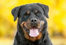 Meurtre D’un Oncle Pour Une Histoire De Chien Meurtre D'un Oncle Pour Une Histoire De Chien