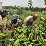 Pesticides Et Journées De 12 Heures Dans Les Plantations Pesticides Et Journées De 12 Heures Dans Les Plantations
