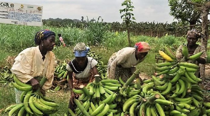 Pesticides Et Journées De 12 Heures Dans Les Plantations Pesticides Et Journées De 12 Heures Dans Les Plantations