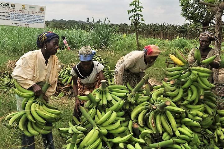 Pesticides Et Journées De 12 Heures Dans Les Plantations Pesticides Et Journées De 12 Heures Dans Les Plantations
