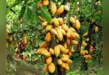 Cameroun: Cacao Durable Sur 650 000 Hectares Cameroun: Cacao Durable Sur 650 000 Hectares