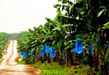 PHP Et CDBM Rachètent Les Actifs De Boh Plantations PHP Et CDBM Rachètent Les Actifs De Boh Plantations