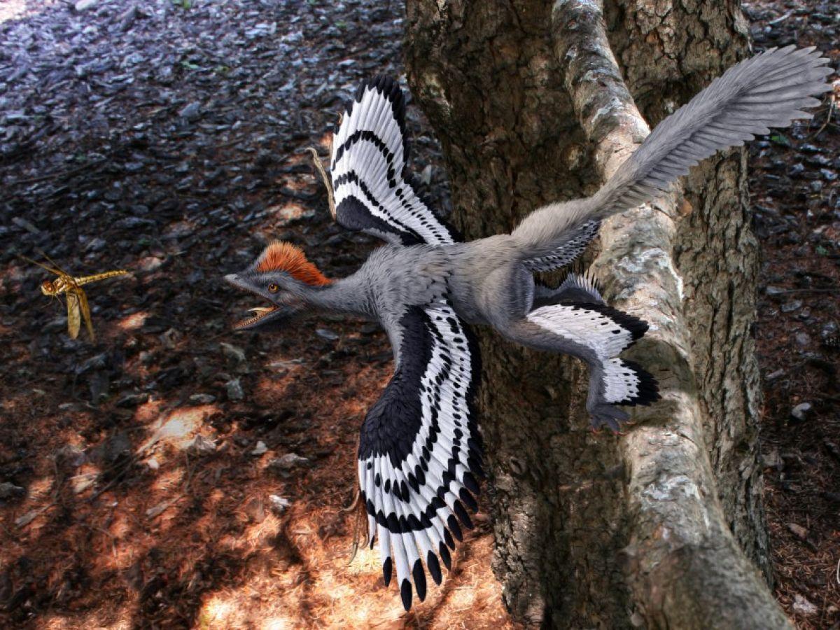 Mue Du Dinosaure À Plumes Et Incapacité À Voler Mue Du Dinosaure À Plumes Et Incapacité À Voler