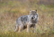 La Finlande Va Réautoriser la Chasse au Loup en 2026 La Finlande Va Réautoriser la Chasse au Loup en 2026