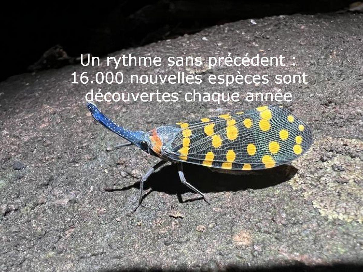 Nouvelles Espèces Et Chats Domestiqués Analyzés Par L'IA Nouvelles Espèces Et Chats Domestiqués Analyzés Par L'IA