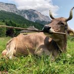 Vache Étonne les Chercheurs par Son Usage d’Outils Vache Étonne les Chercheurs par Son Usage d'Outils