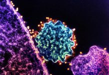 Nipah: quel Est ce Virus qui InquièTe L’Inde? Nipah: quel Est ce Virus qui InquièTe L'Inde?