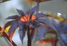 Antidote Français Contre La Ricine: Première Mondiale Antidote Français Contre La Ricine: Première Mondiale