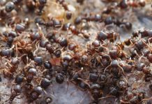 La Pollution de L’Air Détruit Aussi les Colonies de Fourmis La Pollution de L’Air Détruit Aussi les Colonies de Fourmis