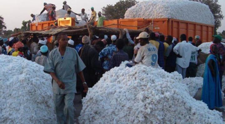 Enfant de Cotonculteur Porte Plainte Contre Gouvernement Enfant de Cotonculteur Porte Plainte Contre Gouvernement