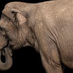 Le Secret de la Dextérité des Éléphants: Moustaches Le Secret de la Dextérité des Éléphants: Moustaches