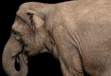 Le Secret de la Dextérité des Éléphants: Moustaches Le Secret de la Dextérité des Éléphants: Moustaches