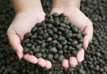 Réchauffement Climatique Et Disparition Du Café Réchauffement Climatique Et Disparition Du Café