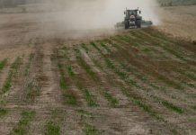 Déclin Alarmant Des Populations D’Oiseaux Agricoles Déclin Alarmant Des Populations D'Oiseaux Agricoles