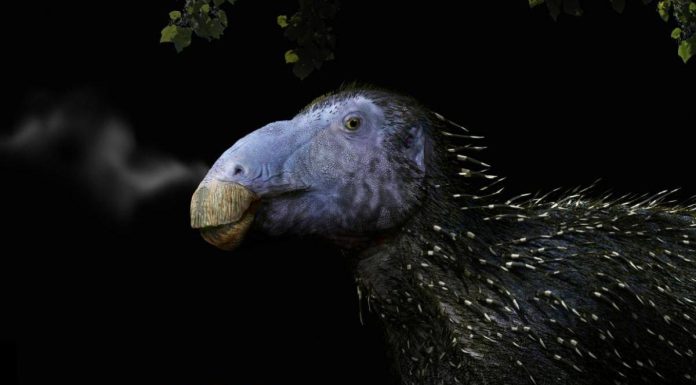 Haolong Dongi, Le Dinosaure Hérisson Inhabituel Haolong Dongi, Le Dinosaure Hérisson Inhabituel