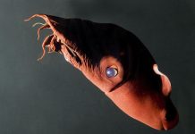 Génome Du Vampire Des Abysses Éclaire Origine Des Pieuvres Génome Du Vampire Des Abysses Éclaire Origine Des Pieuvres