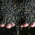 Lentille en quête de vocation face au changement climatique Lentille en quête de vocation face au changement climatique