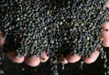 Lentille en quête de vocation face au changement climatique Lentille en quête de vocation face au changement climatique