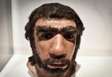 Accouplements entre Néandertaliens et Homo sapiens Accouplements entre Néandertaliens et Homo sapiens