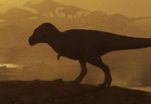 Découverte d’un ancêtre géant du T.rex au Nouveau-Mexique Découverte d'un ancêtre géant du T.rex au Nouveau-Mexique