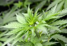 Cannabis Et Troubles Mentaux: Peu De Preuves Selon Étude Cannabis Et Troubles Mentaux: Peu De Preuves Selon Étude