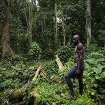 Forêts: Piliers Discrets de l’Économie Mondiale Forêts: Piliers Discrets de l'Économie Mondiale