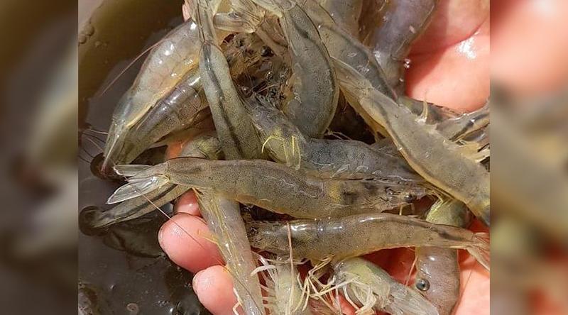 São Vicente: Imar says the Shrimp project is aligned with the country’s development