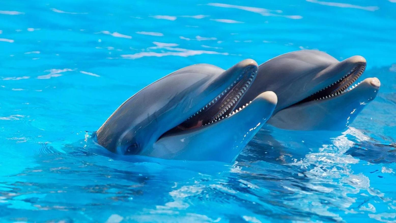 Never Before Seen Deadly Dolphin Virus Prompts Scientists to Warn of 'Mass Deaths'