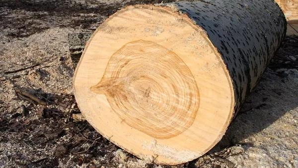 Scientists Found Unusual Method for Obtaining Wood Anatomy Images Scientists Found Unusual Method for Obtaining Wood Anatomy Images